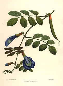 Ninian: Asian pigeonwings, butterfly pea or Darwin