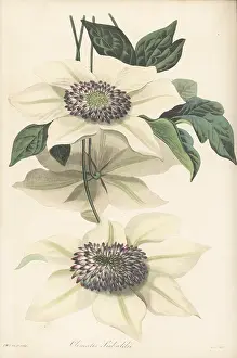 Volume 4: Asian virginsbower, Clematis florida