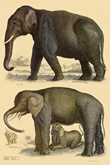 Pacaderm: Asiatic Elephant and African Elephant