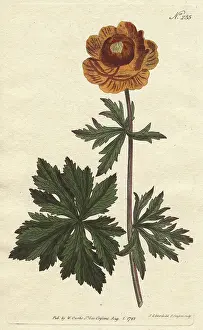 Trollius: Asiatic globe flower with deep yellow flower