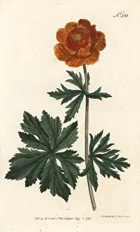 Sansom: Asiatic globe-flower, Trollius asiaticus