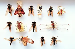Odonata: Asilidae, robber flies