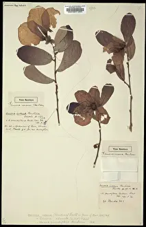 Bartram: Asimina obovata, pawpaw apple