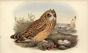 Strigiformes: Asio flammeus, short-eared owl