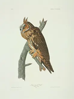 Strigiformes: Asio otus, long-eared owl