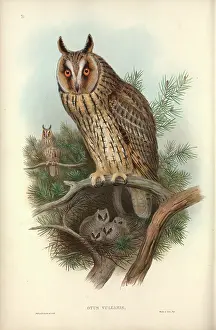 Strigiformes: Asio otus, long-eared owl
