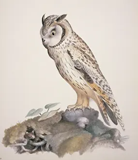 Strigiformes: Asio otus, long-eared owl