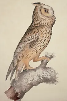 Strigiformes: Asio otus, long-eared Owl