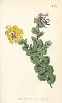 Crenata: Aspalathus crenata