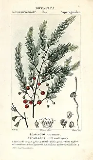 Asparagus: Asparagus, Asparagus officinalis