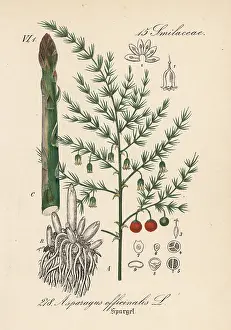 Asparagus: Asparagus, Asparagus officinalis