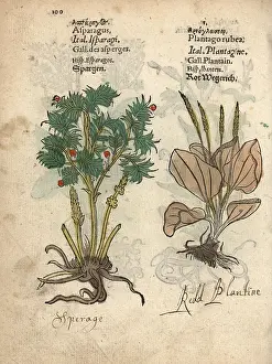 Plantain: Asparagus, Asparagus officinalis, and red