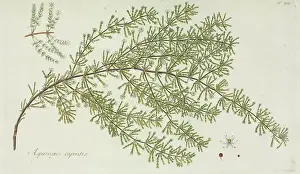 Capensis: Asparagus capensis