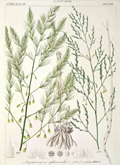 Officinalis: Asparagus officinalis, asparagus