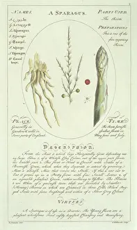Officinalis: Asparagus officinalis, asparagus
