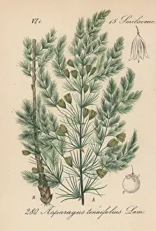 Asparagus: Asparagus tenuifolius