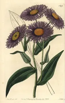 Ridgway: Aspen fleabane, Erigeron speciosus