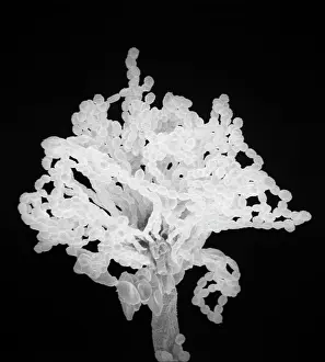 Mould: Aspergillus