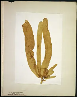 Alga: Asperoccus turneri, seaweed