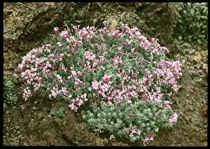 Malby: Asperula Suberosa (Woodruff)