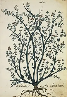 Acacia: Asphalatus Acacia altera Mauk