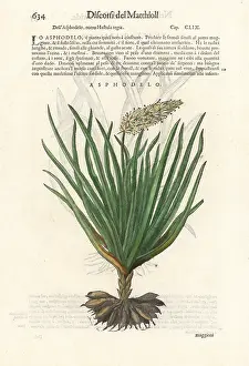 Mattioli: Asphodel, Asphodelus ramosus