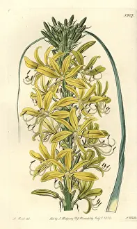 Lutea: Asphodeline lutea