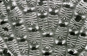 Recent: Aspidelectra melolontha, bryozoan