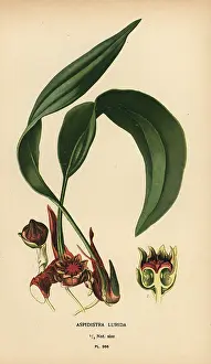 Aspidistra: Aspidistra lurida