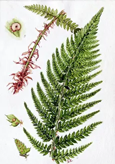 Terrarium: Aspidium aculeatum