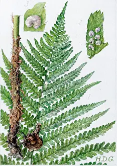 Garside: Aspidium Filix-Mas