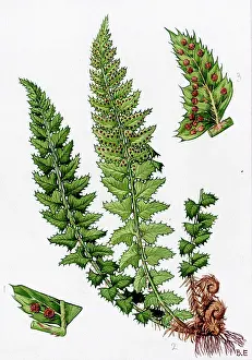 Aspidium: Aspidium lonchitis