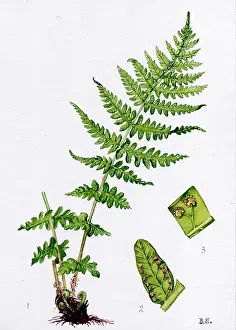Scaly: Aspidium oreopteris