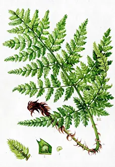Aspidium: Aspidium spinulosum