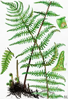Sheild: Aspidium thelypteris