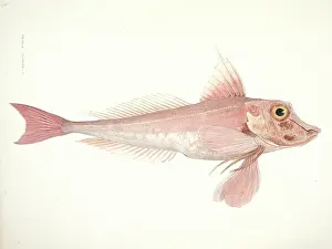 Spiky: Aspitrgla cuculus, red gurnard