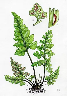 Bland: Asplenium adiantum-nigrum