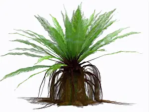 Shrub: Asplenium fern plant of eastern Australia