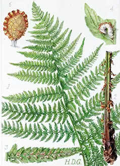 Garside: Asplenium filix-foemina