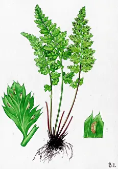 Lanceolatum: Asplenium Lanceolatum
