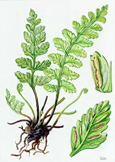Whicker: Asplenium marinum