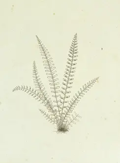 Pteridophyta: Asplenium monanthes, single-sorus spleenwort