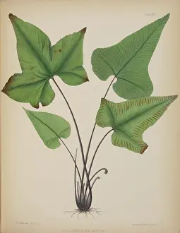 Penfold: Asplenium palmatum