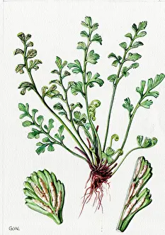 Ruta: Asplenium ruta-muraria