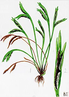 Spleenwort: Asplenium septentrionale