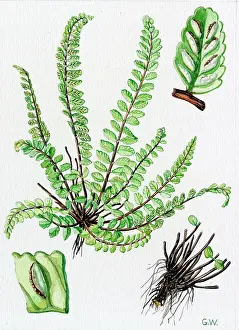 Maidenhair: Asplenium trichomanes