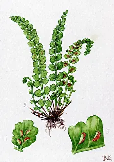 Spleenwort: Asplenium viride