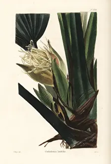 Shotter: Asplundia latifolia orchid