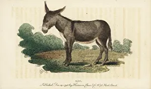Asinus: Ass or donkey, Equus africanus asinus
