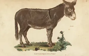 G. Kearsley: Ass or donkey, Equus asinus